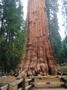 big tree 2