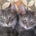 estate planning for pets