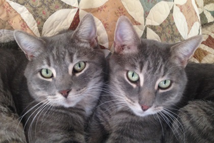 estate planning for pets